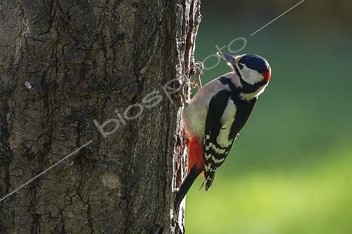 Biosphoto | 2059513 | Great Spotted Woodpecker (Dendrocopos major), Clinging to a trunk in the fall in a country garden, Lorraine, France | &copy; André Simon / Biosphoto