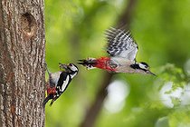 Biosphoto | 2088936 | Great Spotted Woodpecker (Dendrocopos major) feeding into a cavity in the spring, Canton of Geneva, Switzerland. | &copy; Christian Fosserat / Biosphoto
