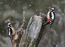 Biosphoto | 2420927 | Great Spotted Woodpecker (Dendrocopos major), pair on a stump, Northern Vosges Regional Nature Park, France | &copy; Michel Rauch / Biosphoto