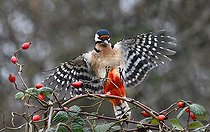 Biosphoto | 2443978 | Great Spotted Woodpecker (Dendrocopos major) landing on a wild rose (Rosa sp), Vosges du Nordn Regional Natural Park France | &copy; Michel Rauch / Biosphoto