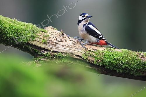 Biosphoto | 2619555 | Great spotted woodpecker (Dendrocopos major) female foraging on an old dead trunk, France. | &copy; Christophe Perelle / Biosphoto
