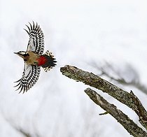 Biosphoto | 2051219 | Great Spotted Woodpecker (Dendrocopos major) male fledged, 2016 January 22, Northern Vosges Regional Nature Park, declared a World Biosphere Reserve by UNESCO, France | &copy; Michel Rauch / Biosphoto