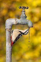 Biosphoto | 1822055 | Great Spotted Woodpecker drinking water from a tap GB | &copy; Frédéric Desmette / Biosphoto