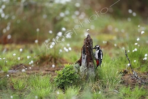 Biosphoto | 1899087 | Great spotted woodpecker on a stump Finland | &copy; Bruno Fouillat / Biosphoto