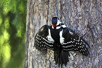 Biosphoto | 1899086 | Great spotted woodpecker on a trunk Finland | &copy; Bruno Fouillat / Biosphoto