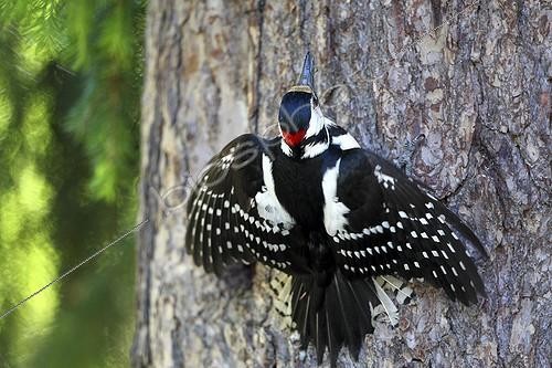 Biosphoto | 1899086 | Great spotted woodpecker on a trunk Finland | &copy; Bruno Fouillat / Biosphoto