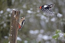 Biosphoto | 2051218 | Great Spotted Woodpeckers (Dendrocopos major), 19 January 2016, Northern Vosges Regional Nature Park, declared a World Biosphere Reserve by UNESCO, France | &copy; Michel Rauch / Biosphoto