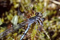 Biosphoto | 548419 | Great sundew catching a damselfly Spain | &copy; Antoni Agelet / Biosphoto