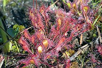 Biosphoto | 2122209 | Great Sundew (Drosera longifolia), Cerin bog, Bugey, Ain, France | &copy; Jean-Philippe Delobelle / Biosphoto