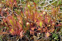 Biosphoto | 689908 | Great Sundew in the moss France | &copy; Jean-Philippe Delobelle / Biosphoto