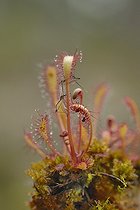 Biosphoto | 740999 | Great sundew Varanger Norway | &copy; Claude Balcaen / Biosphoto
