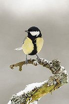 Biosphoto | 1521656 | Great Tit (Parus major) | &copy; Herbert Kehrer / imageBROKER / Biosphoto