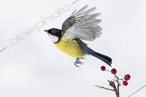 Biosphoto | 2423068 | Great Tit (Parus major), adult taking off from a hawthorn branch, Campania, Italy | &copy; Saverio Gatto / Biosphoto