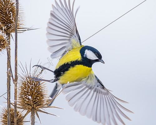Biosphoto | 2433333 | Great tit (Parus major) beginning of the flight, Slovakia | &copy; Ervin Horesnyík / Biosphoto