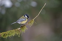 Biosphoto | 2593342 | Great tit (Parus major) Bialowieza Forest UNESCO World Heritage Site, Poland, Europe. | &copy; Franco Banfi / Biosphoto