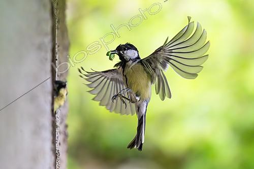 Biosphoto | 2629098 | Great tit (Parus major) feeding in flight with a caterpillar in its beak, Marbache, Lorraine, France. | &copy; Stéphane Vitzthum / Biosphoto