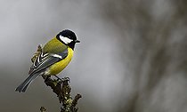 Biosphoto | 2512328 | Great tit (Parus major) on a branch, Vosges du Nord Regional Nature Park, France | &copy; Michel Rauch / Biosphoto