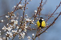 Biosphoto | 2448577 | Great tit (Parus major) on Black Thorn (Prunus spinosa) in bloom, Vosges du Nord Regional Natural Park, France | &copy; Michel Rauch / Biosphoto