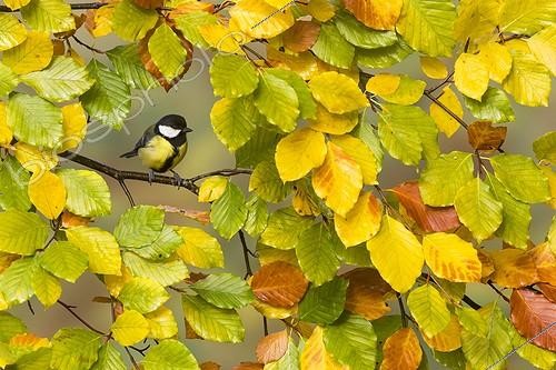 Biosphoto | 2067230 | Great tit (Parus major) Tit amongst autumn leaves, England, Autumn | &copy; Frédéric Desmette / Biosphoto