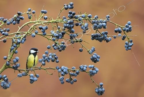 Biosphoto | 1967928 | Great Tit perched on a Blackthorn in winter - GB | &copy; Frédéric Desmette / Biosphoto
