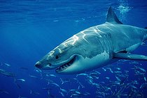 Biosphoto | 1095478 | Great White Shark, Guadalupe, Pacific Ocean, Mexico | &copy; WaterFrame RF / WaterFrame / Biosphoto