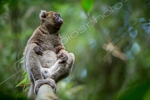 Biosphoto | 2048019 | Greater Bamboo Lemur in rainforest - Madagascar ; Fossil evidence suggests that the Greater Bamboo Lemur was originally widespread in northern, central and eastern areas of the island. Today, however, this species is restricted to areas in and around Ranomafana National Park. | &copy; Robin Hoskyns / Biosphoto