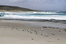 Biosphoto | 1485387 | Greater Crested Terns or Swift Terns (Sterna bergii) at Horrocks Beach, Western Australia, Australia | &copy; Horst Mahr / imageBROKER / Biosphoto