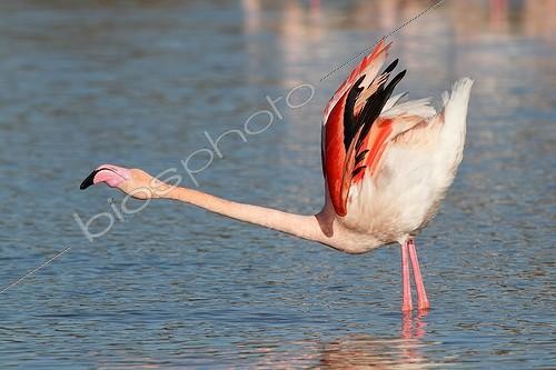 Biosphoto | 1921370 | Greater Flamingo displaying - Camargue | &copy; Stéphan Bonneau / Biosphoto