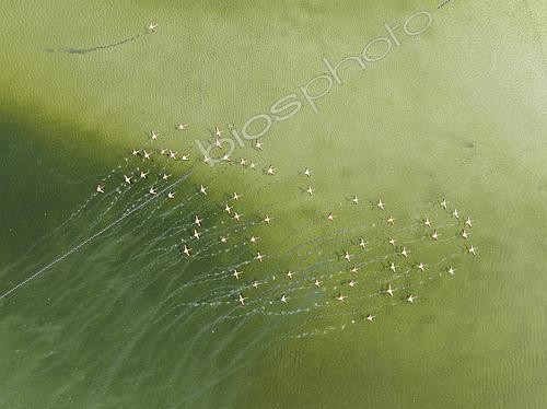 Biosphoto | 2577458 | Greater Flamingo (Phoenicopterus roseus). Taking off at a shallow lagoon. Aerial view. Drone shot. Cádiz province, Andalusia, Spain. | &copy; Thomas Dressler / Biosphoto