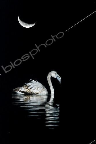 Biosphoto | 2088727 | Greater Flamingo (Phoenicopterus ruber roseus) in the water under the moon, Spain | &copy; Mario Cea Sanchez / Biosphoto