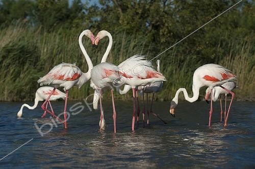 Biosphoto | 2027679 | Greater flamingos in shallow water - Camargue France | &copy; Berndt Fischer / Biosphoto