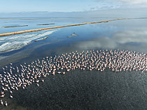 Biosphoto | 2622112 | Greater Flamingos (Phoenicopterus ruber) at the Walvis Bay lagoon. Aerial view. Drone shot. Walvis Bay, Namibia. | &copy; Thomas Dressler / Biosphoto