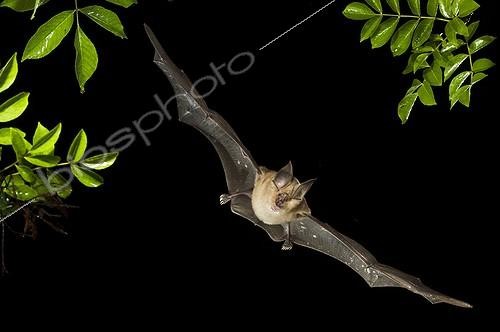 Biosphoto | 1852375 | Greater Horseshoe bat flying at night Bulgaria  | &copy; Berndt Fischer / Biosphoto