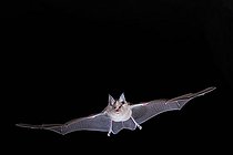 Biosphoto | 2588306 | Greater Horseshoe Bat (Rhinolophus ferrumequinum) in flight leaving a cavity in Calvados, Normandy, France. | &copy; Michael Adam / Biosphoto