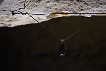 Biosphoto | 2621522 | Greater horseshoe bat (Rhinolophus ferrumequinum) hanging from a wire during hibernation in an old mushroom farm in Calvados, Normandy, France. | &copy; Christophe Perelle / Biosphoto