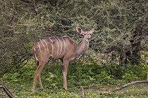 Biosphoto | 2601767 | Greater kudu (Tragelaphus strepsiceros) , Namibia, Africa | &copy; Alain Roux / Biosphoto