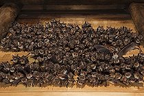 Biosphoto | 2584845 | Greater mouse-eared bat (Myotis myotis), maternity roost with numerous females and young in the attic of a church, Thuringia, Germany, Europe | &copy; Franz Christoph Robiller / imageBROKER / Biosphoto