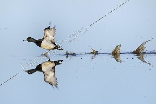 Biosphoto | 913572 | Greater scaup running on water to fly  ; Festival « Festimages-Nature » 2010<br>Grand Prix du Jury | &copy; Claude Balcaen / Biosphoto