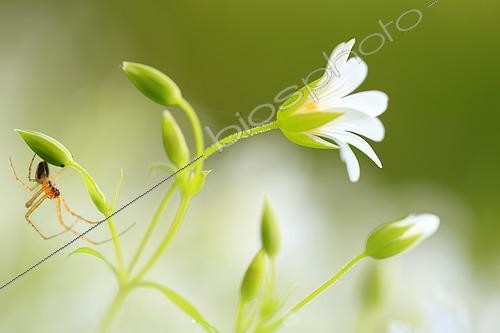 Biosphoto | 2580211 | Greater Stitchwort(Stellaria holostea) with a spider spider lying in wait under a flower, Normandy, France | &copy; Christophe Perelle / Biosphoto