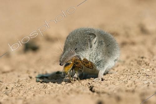 Biosphoto | 1898105 | Greater white-toothed shrew eating an insect Spain | &copy; Eduardo Ayala-Santibañez / Biosphoto