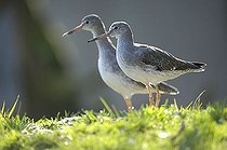 Biosphoto | 1452587 | Greater Yellowleg (Tringa melanoleuca) | &copy; Michael Weber / imageBROKER / Biosphoto
