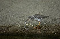 Biosphoto | 1456847 | Greater Yellowleg (Tringa melanoleuca) eating fish | &copy; Michael Weber / imageBROKER / Biosphoto
