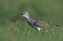 Biosphoto | 1462737 | Greater Yellowlegs (Tringa melanoleuca), adult calling, Willacy County, Rio Grande Valley, Texas, USA | &copy; Rolf Nussbaumer / imageBROKER / Biosphoto