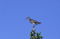 Biosphoto | 1514007 | Greater Yellowlegs (Tringa melanoleuca) calling, Denali Highway, Alaska, USA | &copy; Dieter Hopf / imageBROKER / Biosphoto
