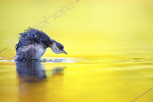 Biosphoto | 2609667 | Grèbe castagneux (Tachybaptus ruficollis) sur l'eau à l'aube, Bavière, Allemagne. | &copy; Christian Naumann / imageBROKER / Biosphoto