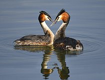 Biosphoto | 2122752 | Grèbes huppés (Podiceps cristatus) parade nuptiale sur l'eau, Parc naturel régional des Vosges du Nord, France | &copy; Michel Rauch / Biosphoto