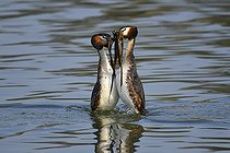 Biosphoto | 2122764 | Grèbes huppés (Podiceps cristatus) parade nuptiale sur l'eau, Parc naturel régional des Vosges du Nord, France | &copy; Michel Rauch / Biosphoto