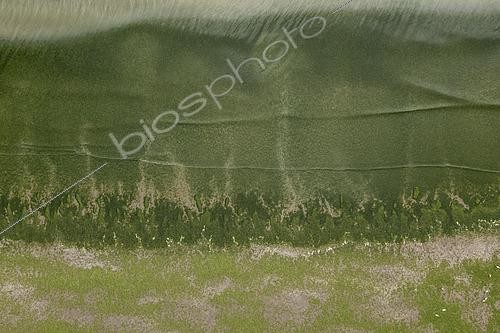 Biosphoto | 2484757 | Green algae on the beach of Binic, Côtes d'Armor, Brittany, France | &copy; Yann Avril / Biosphoto