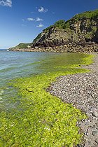 Biosphoto | 2138389 | Green algae (Ulva spp), Bréhec cove, Plouha, Côtes-d'Armor, Bretagne, France | &copy; Frédéric Tournay / Biosphoto