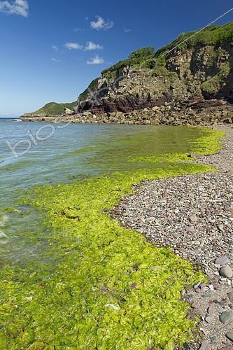 Biosphoto | 2138389 | Green algae (Ulva spp), Bréhec cove, Plouha, Côtes-d'Armor, Bretagne, France | &copy; Frédéric Tournay / Biosphoto